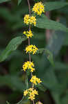 Wreath goldenrod